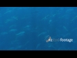 Kingfish School 1 1326